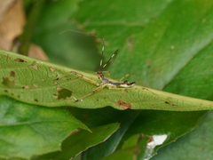 Epidaus sexspinus