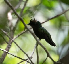 Orthorhyncus cristatus