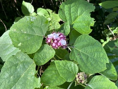 Clerodendrum chinense