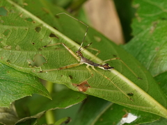 Epidaus sexspinus