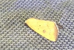 Marimatha botyoides