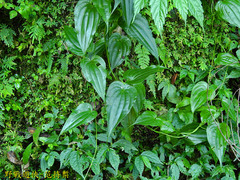 Stemona tuberosa