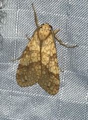 Lophocampa catenulata