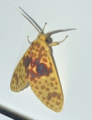 Amaxia osmophora