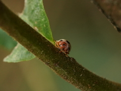 Diekeana admirabilis