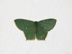 Cyclothea disjuncta