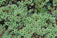 Hypnodendraceae