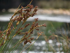 Juncus kraussii kraussii