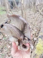 Pleurotus ostreatus