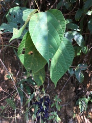 Alchornea