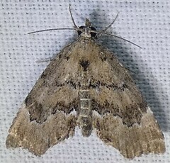 Cutina aluticolor