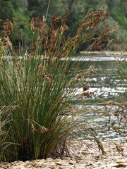 Juncus kraussii kraussii