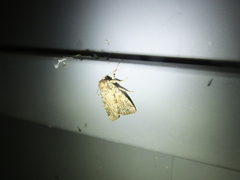 Mamestra brassicae