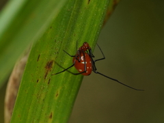 Argyrodes