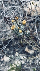 Achyranthemum mucronatum