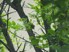 Phylloscopus