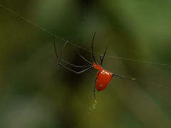 Argyrodes