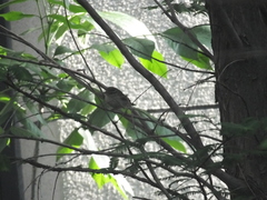 Phylloscopus