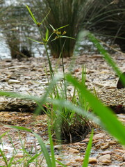 Cyperus polystachyos polystachyos