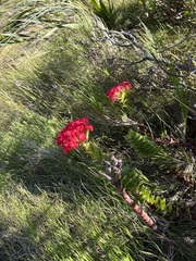Crassula coccinea
