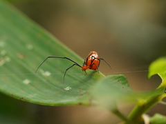 Argyrodes