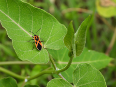 Tropidothorax sinensis