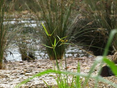 Cyperus polystachyos polystachyos