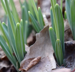 Galanthus plicatus