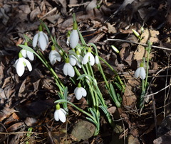 Galanthus plicatus