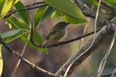 Todirostrum maculatum