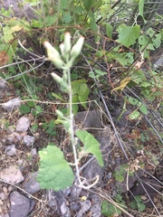 Pleurocoronis laphamioides