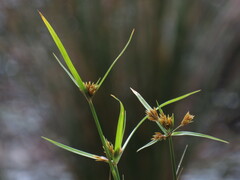 Cyperus polystachyos polystachyos