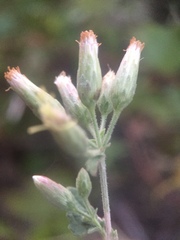 Pleurocoronis laphamioides