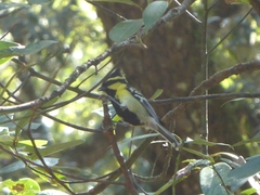 Machlolophus xanthogenys