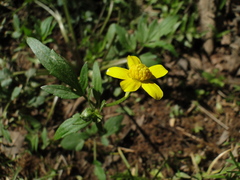Ranunculus hispidus