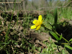 Ranunculus hispidus