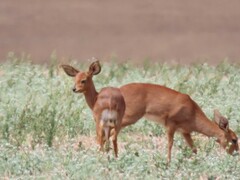 Raphicerus campestris campestris