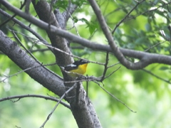 Ficedula zanthopygia