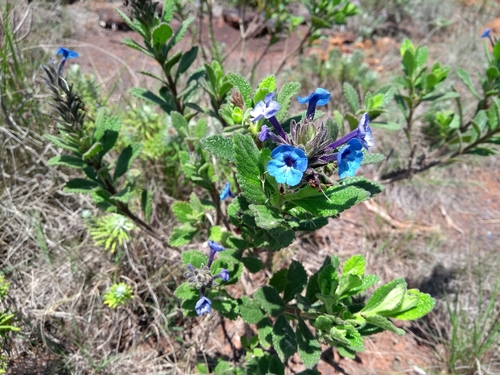 Stachytarpheta ajugifolia