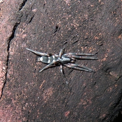 Lamponidae