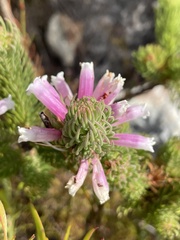 Erica viscaria