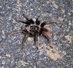 Acanthoscurria chacoana