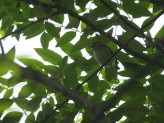 Phylloscopus