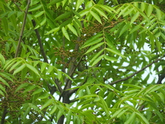Phylloscopus