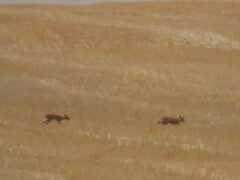 Raphicerus campestris campestris