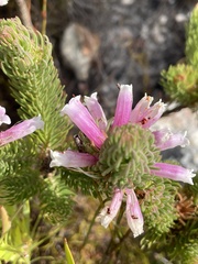 Erica viscaria