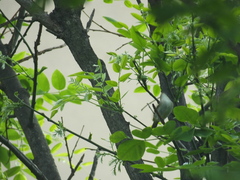 Phylloscopus