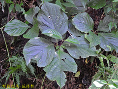 Chloranthus oldhamii