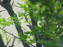 Phylloscopus