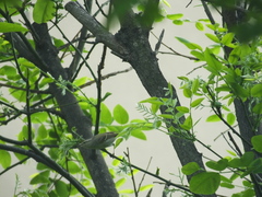 Phylloscopus
